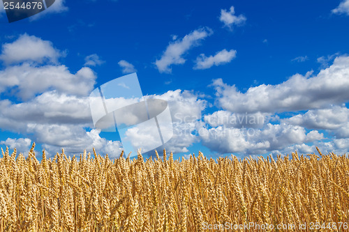 Image of Wheat field under blue sky with clouds