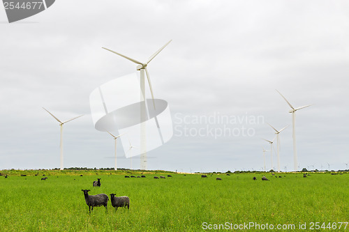 Image of Sheep on green pasture, and with wind turbines