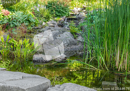 Image of Garden with aquatic plants, pond and decorative stones