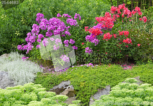 Image of Garden with red and purple phlox