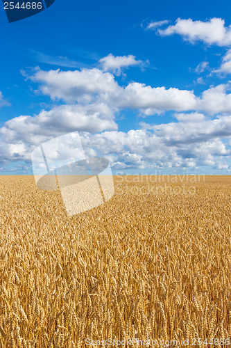 Image of Rural landscape, wheat field under blue sky