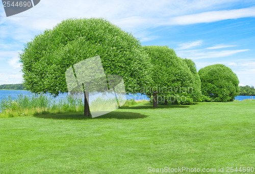 Image of Spacious green lawn with beautiful trees