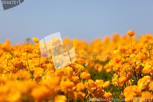Image of blooming ranunculuses