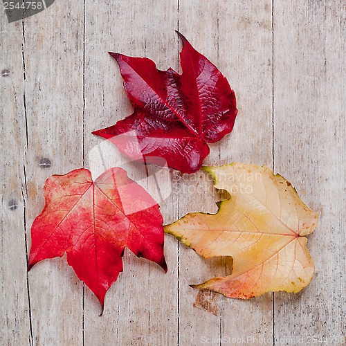 Image of three autumn leaves 