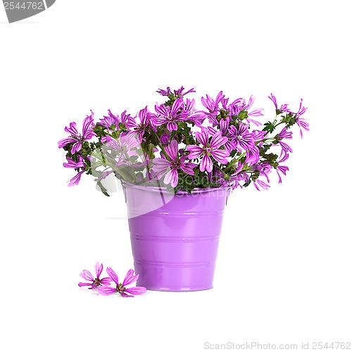Image of wild violet flowers in bucket 