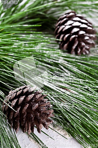 Image of fir tree with pinecones 