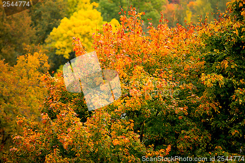 Image of autumn 