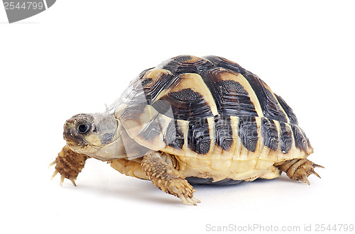 Image of Tortoise