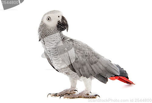 Image of African Grey Parrot 