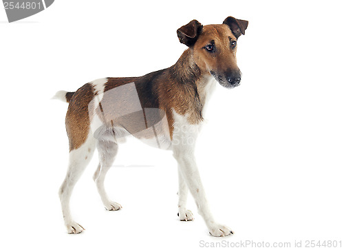 Image of smooth fox terrier 