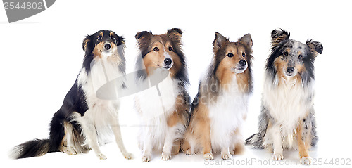 Image of shetland dogs