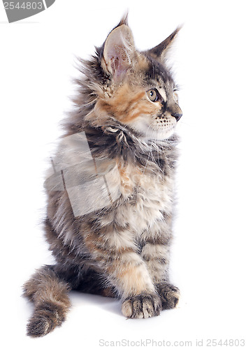 Image of maine coon kitten