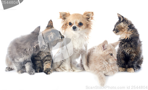 Image of maine coon kitten and chihuahua