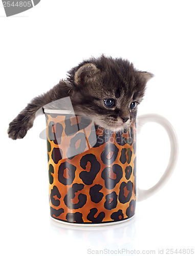 Image of kitten in cup