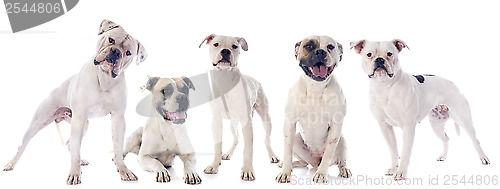 Image of american bulldogs