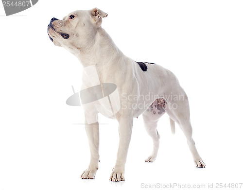 Image of american bulldog