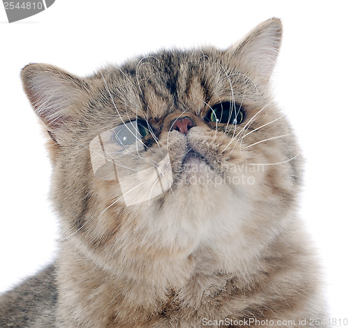 Image of exotic shorthair