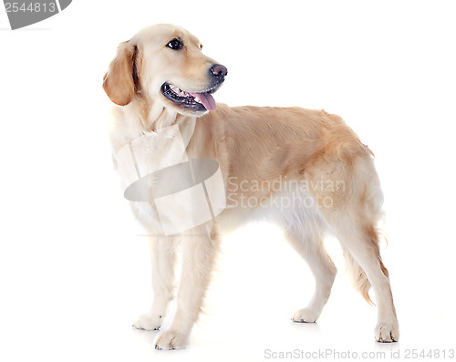 Image of golden retriever