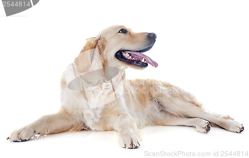 Image of golden retriever