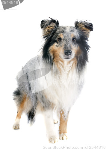 Image of shetland dog