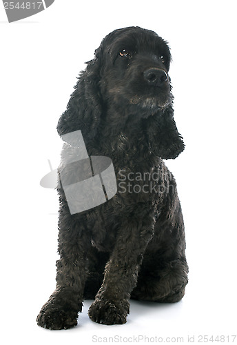 Image of black  cocker spaniel