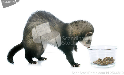 Image of eating brown ferret