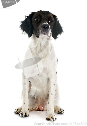 Image of brittany spaniel