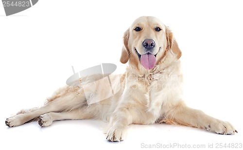 Image of golden retriever