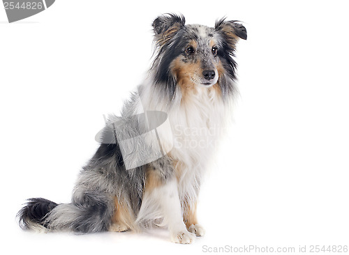 Image of shetland dog