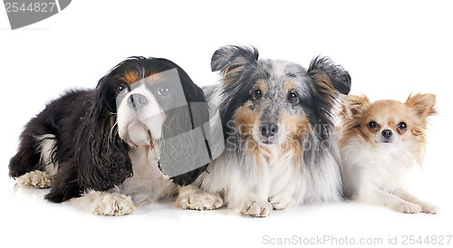 Image of three dogs