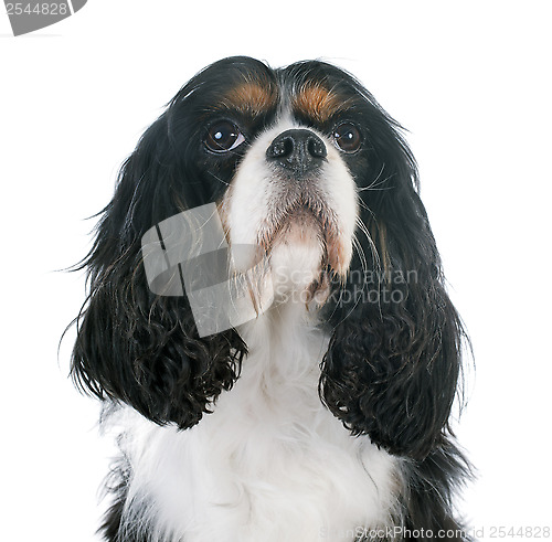 Image of cavalier king charles