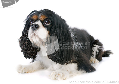 Image of cavalier king charles