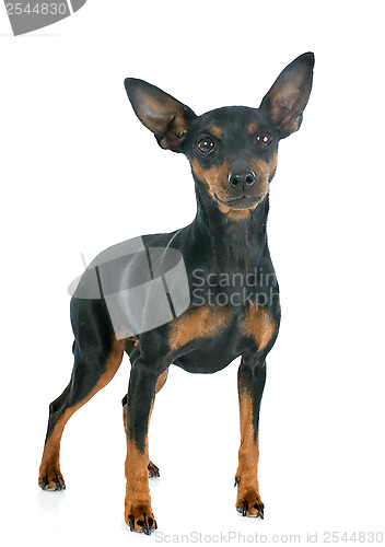 Image of miniature pinscher