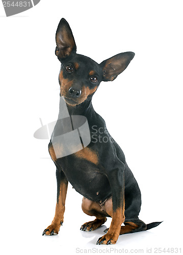 Image of miniature pinscher