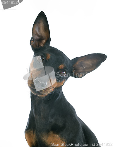 Image of miniature pinscher