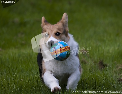 Image of playing with my ball