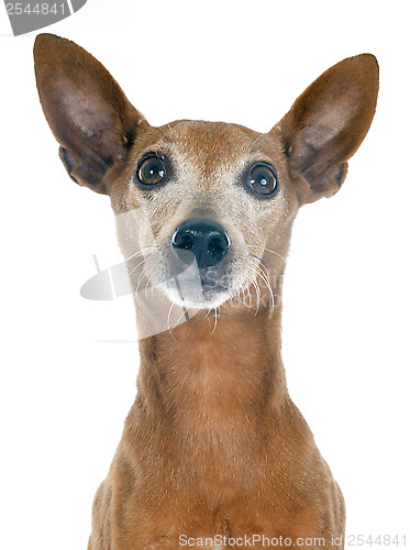 Image of miniature pinscher