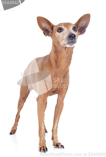 Image of miniature pinscher