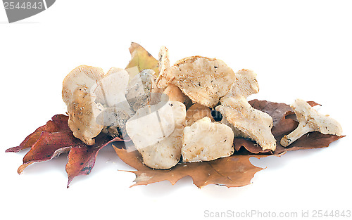 Image of hedgehog mushroom