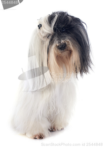 Image of tibetan terrier