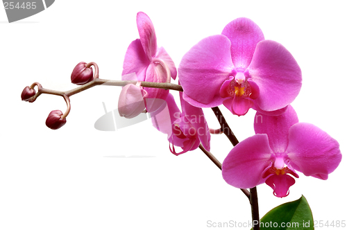 Image of Orchid