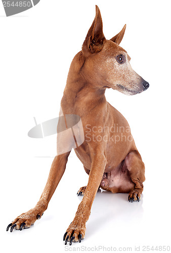 Image of senior miniature pinscher