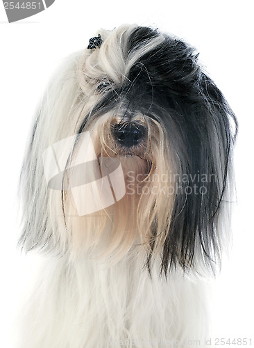 Image of tibetan terrier