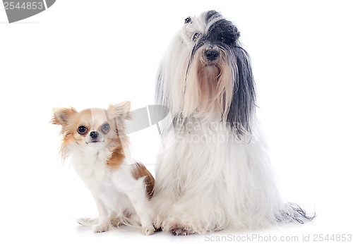 Image of tibetan terrier and chihuahua