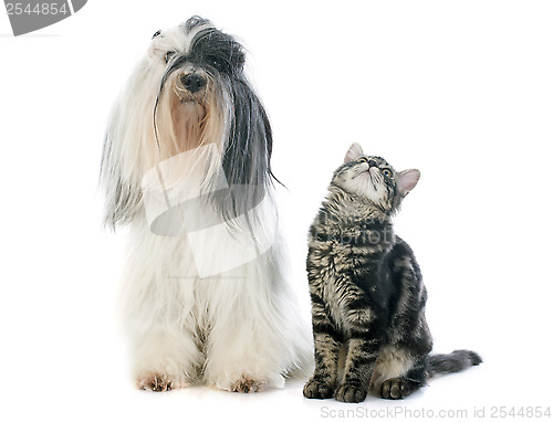 Image of tibetan terrier and kitten