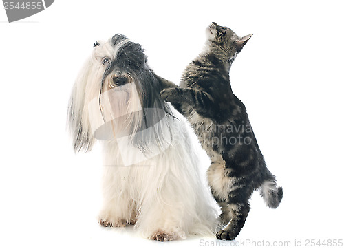 Image of tibetan terrier and cat