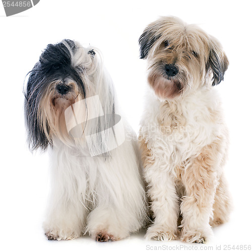 Image of tibetan terriers