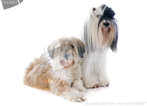 Image of tibetan terriers