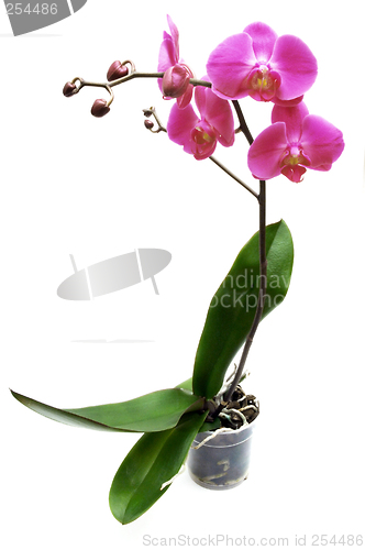 Image of Orchid