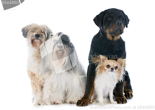 Image of four dogs